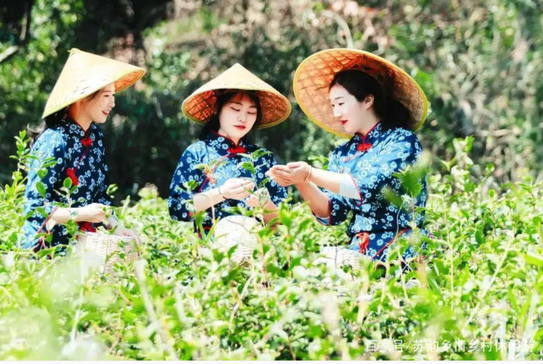 葉葉知春！無錫毫茶已經開采