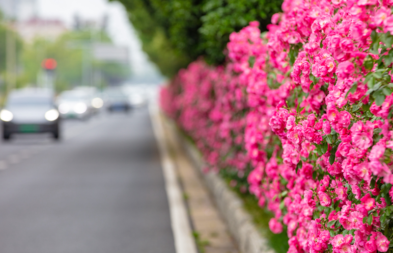 觀山路盛開的薔薇花